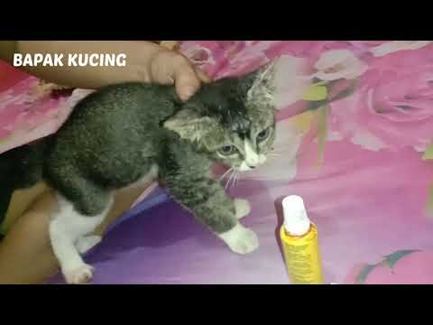 Video: Lepuh Kulit (Dermatosis Vesiculopustular) Pada Kucing