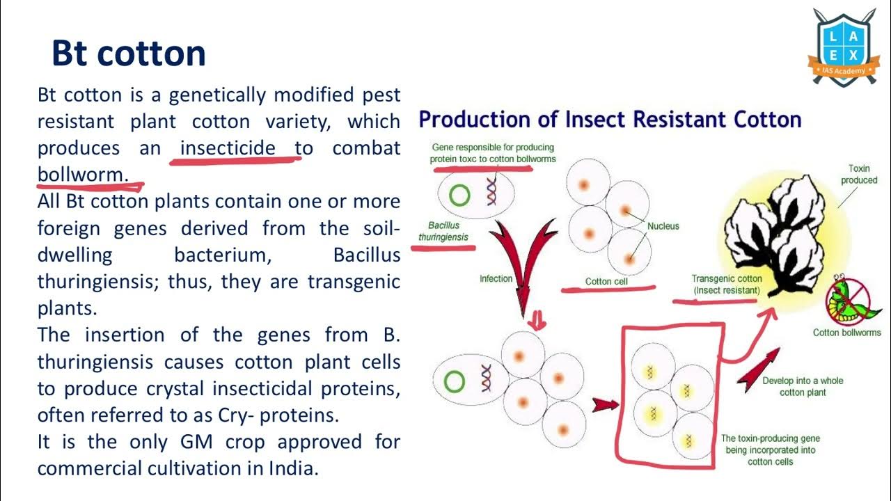 what-is-bt-cotton-bt-cotton-la-excellence-youtube