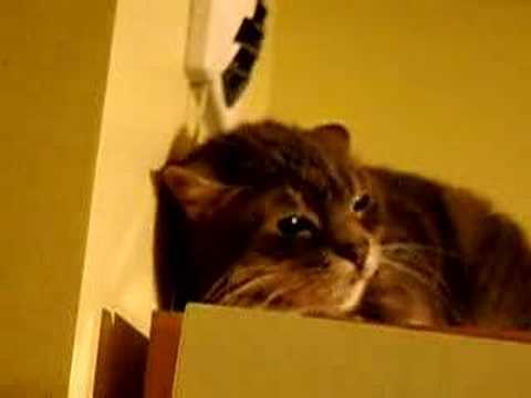 Grisie En Colere Youtube