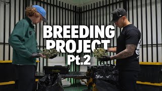 Jungle Boys Breeding Project Pt.2 | Seed Collection 
