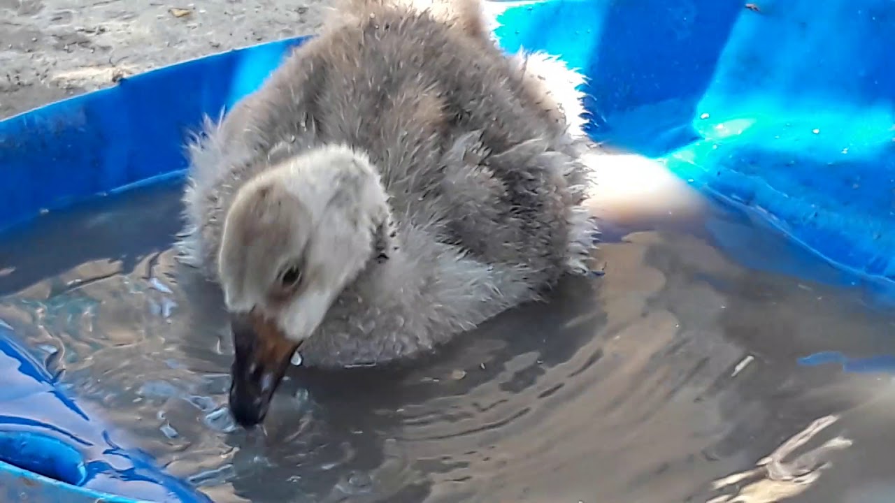 Gaz  balalarinin  inkiwafi hagginda bildiriw /cox vacib/