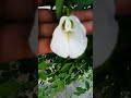 Flowering of white aprijita flower in terris garden #gardening #ytshorsindia