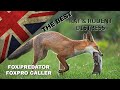 THE BEST Fox Caller Sound FoxPro Vermin Pest Control Squeek Hunting Shooting Predator 