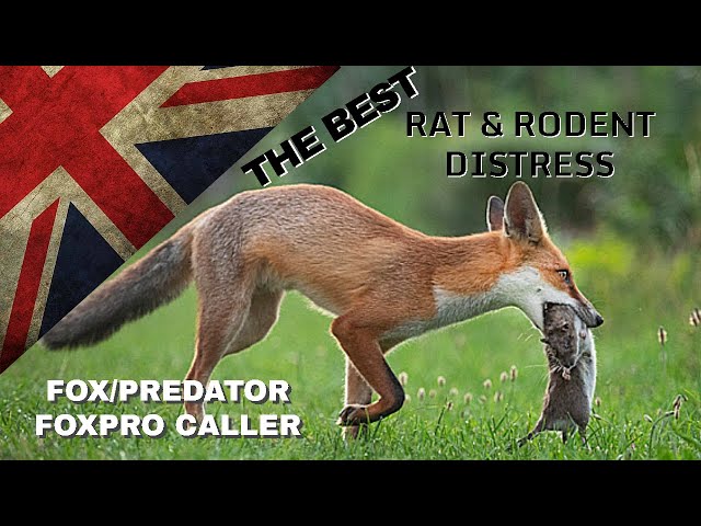 THE BEST! Fox Caller Sound - FoxPro Vermin Pest Control - Squeek Hunting Shooting Predator class=