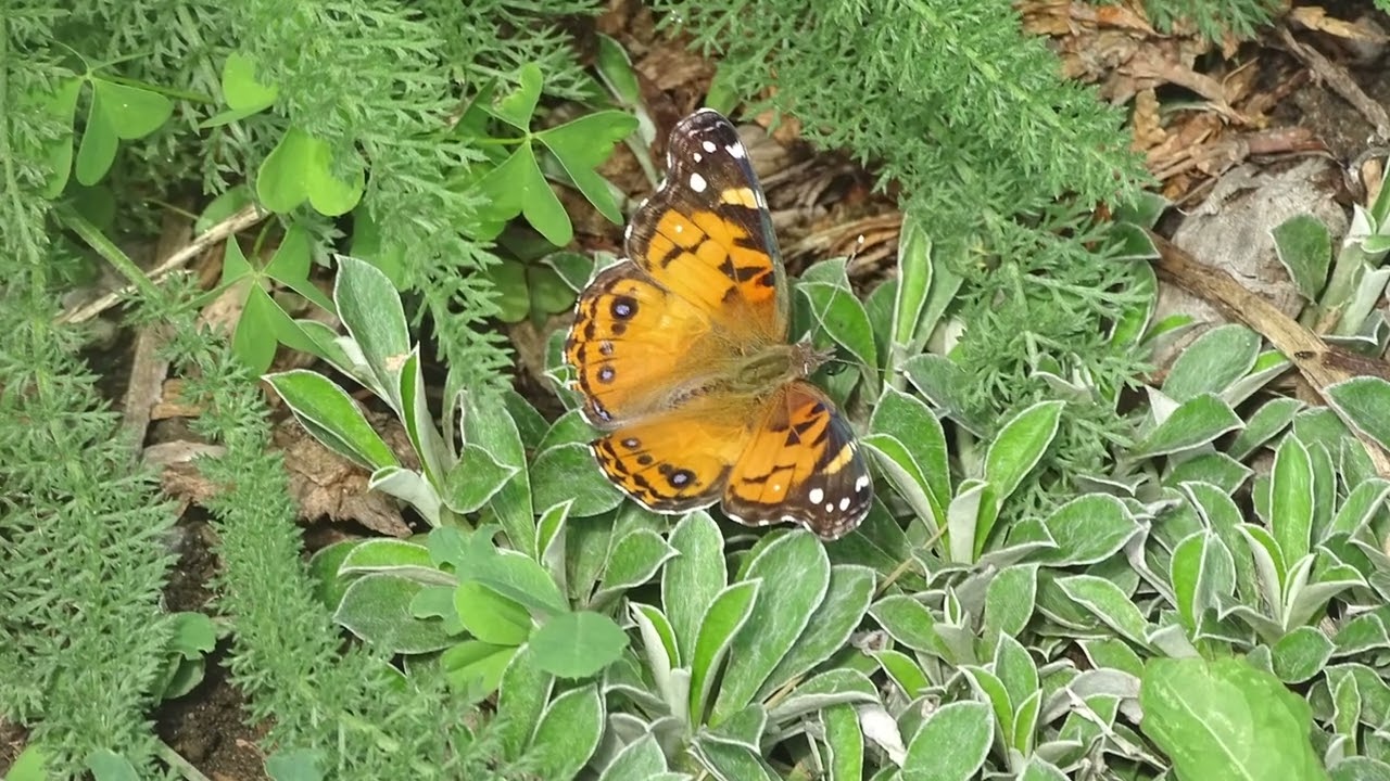 PollinateTO Jonesville Allotments Pollinator Project