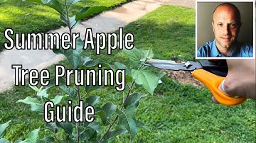 How to Summer Prune and Train Young Apple Trees