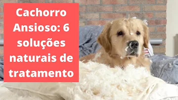 Pode dar fluoxetina para cachorro?