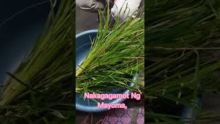 Halamang Gamot Na Dapat Mong Malaman Paragis