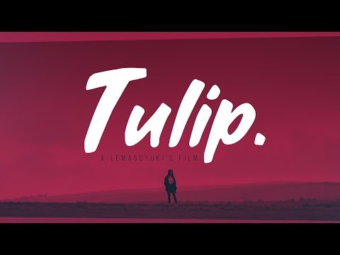 TULIP. / short film by lemasuyuki