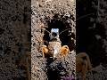 Mole Cricket POV: Inside a Real Underground Burrow (Wildlife Footage)