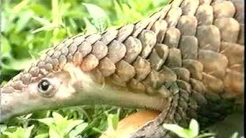 Cháy rừng U Minh 2002