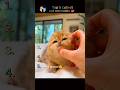 Top 5 Cutiest Cats Ever 😻✨ | You Won’t Stop Smiling!