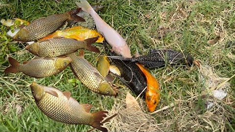 Động vật dễ thương, cá mắc cạn , bắt cá trắm , cá trê , cá koi , cá coi , cá beta , các loại cá