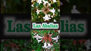 las abelias