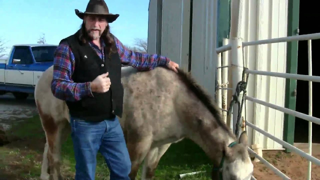 How Long Can A Horse Go Without Water Horse Riding Hq