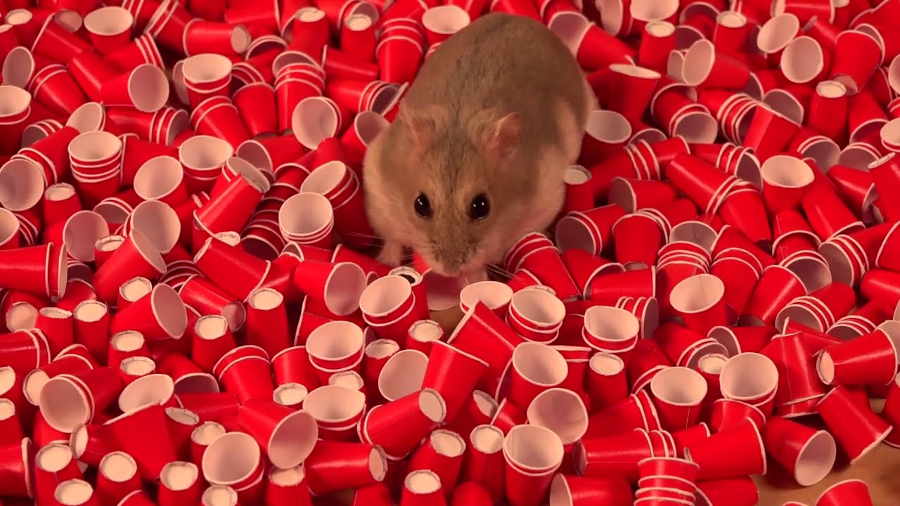 Hamsters in Cups — Comparison of Hamster-in-Cup Game Apps The 3 Apps