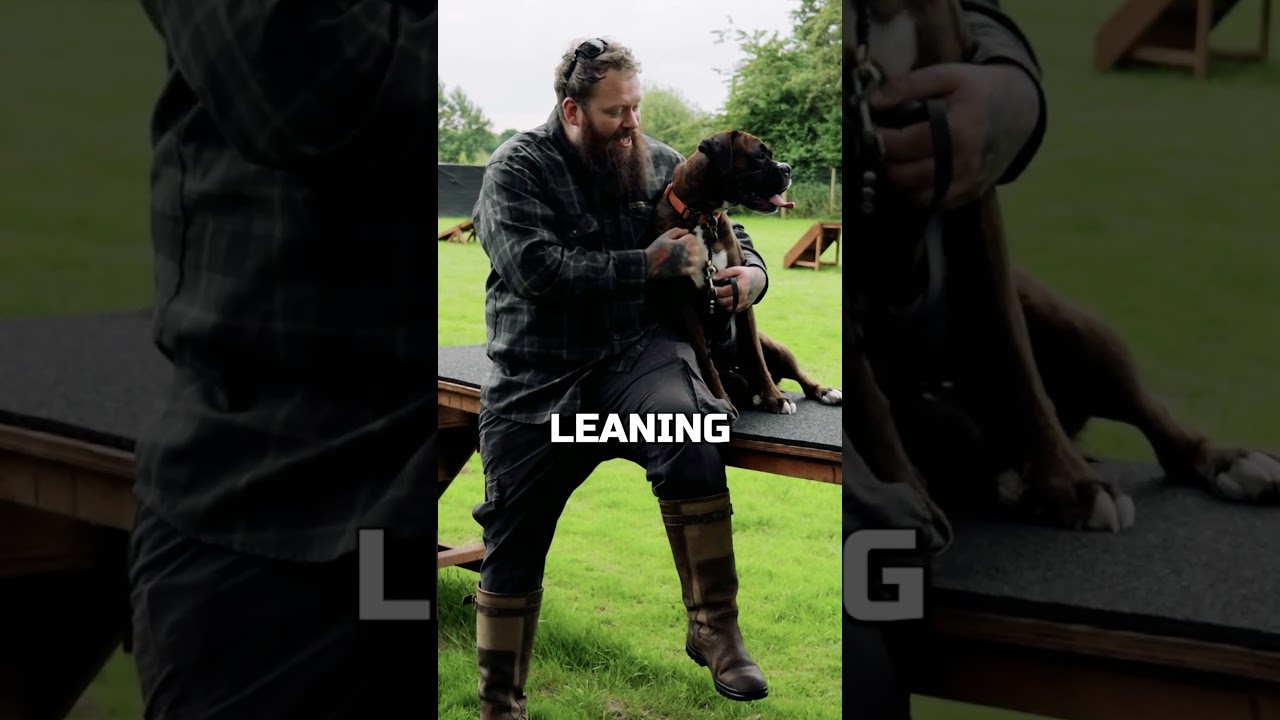 Why The Boxer Is One Of My Favorite Dog Breeds