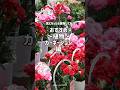 5月8日!#園芸 #ガーデニング #植物の写真を撮るのが好き #植物のある暮らし #花のある生活 #ガーデニング初心者 #奈良ガーデニング #母の日 #母の日ギフト #カーネーション