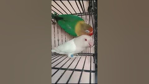 lovebird breeder pair #albinoredeye #breeding #viralshort #shortsvideo