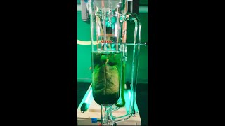 Cannabis Oil Extraction, With Soxhlet Extractor.