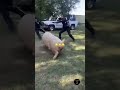 Police vs Giant Pig - Who Wins?! #fyp #viral #shorts