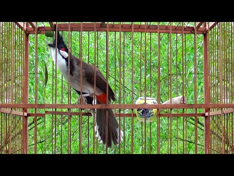 Video Tiếng Chào Mào Hót Đấu Kích Bổi Bén Lửa - youtube