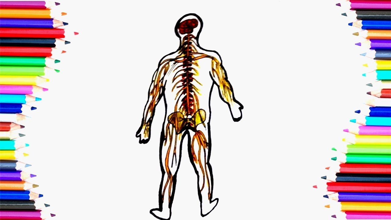 Nervous System Drawing For Kids