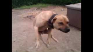 Garners Ch Dynomite Rom Por. 2Yr Old Son Off Ch Dynomite.