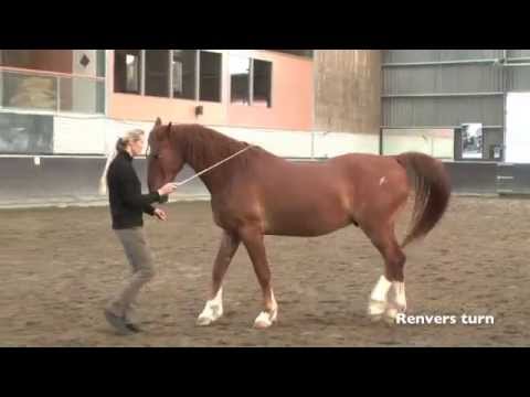 Groundwork | Straightness Training | Marijke de Jong & Prince Elmelund