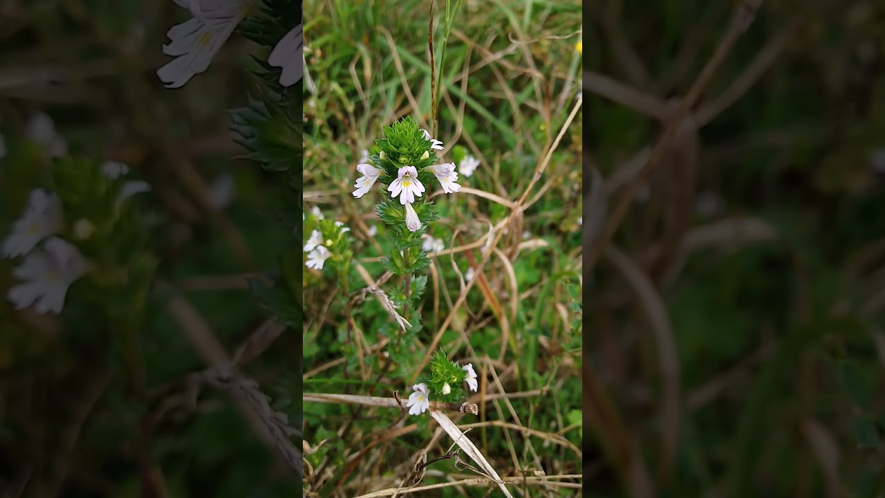 Świetlik wyprężony (Euphrasia stricta).