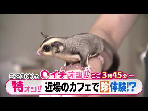 【公式】8月20日（水）イチオシ！！　番組予告
