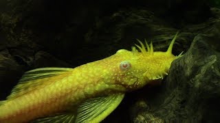 30 Glonojady - Historia Prawdziwa