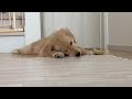 【ゴールデンレトリバー子犬】ひたすらジョイントマットをかみかみする癒し動画