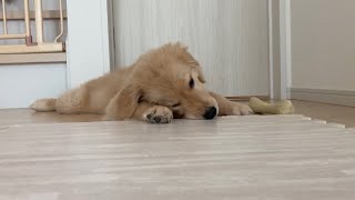 【ゴールデンレトリバー子犬】ひたすらジョイントマットをかみかみする癒し動画