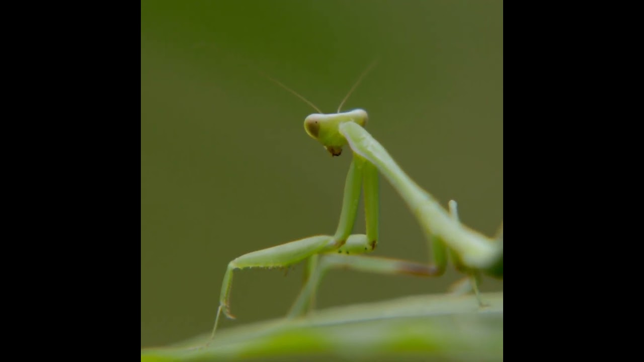 Incredible Praying Mantis Encounter | Nature's Stealth Predator
