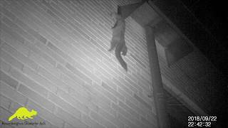 Mår På Loftet - Hvordan Kommer En Mår Ind På Loftet