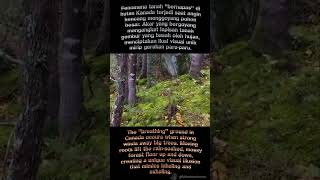 BREATHING SOIL #loose #moving #breathing #forest