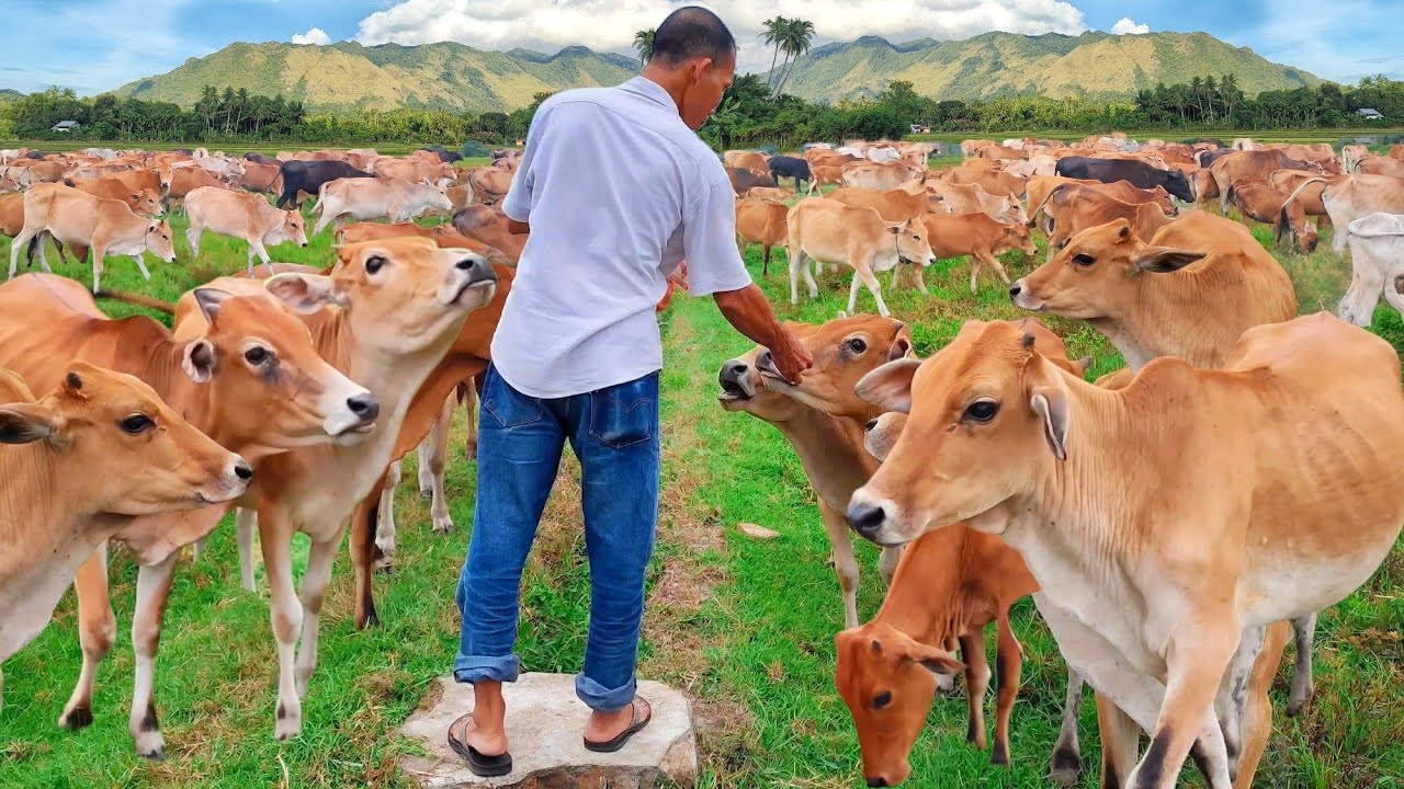 Memberi Makan Sapi Lembu Jinak yang Lucu di Sawah ramai-ramai - lembu ...