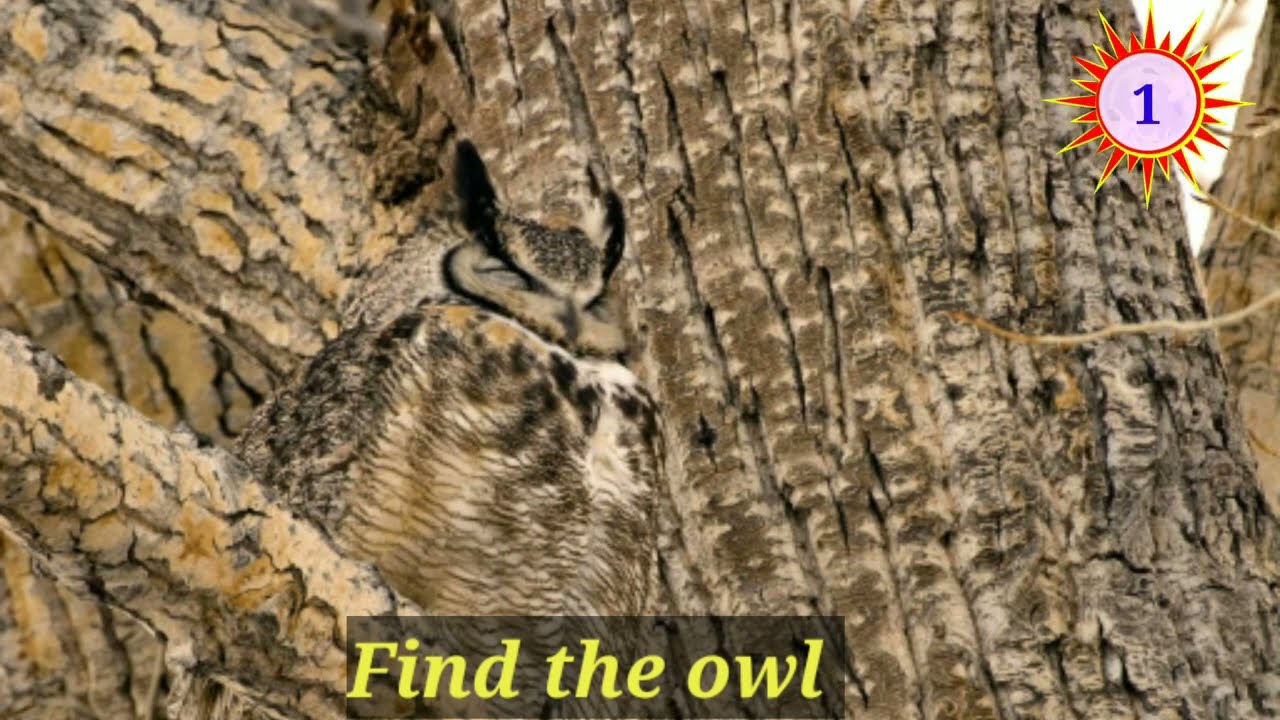 "Where's the Wild Thing? Can You Find the Hidden Owl?| A Picture Puzzle Challenge"