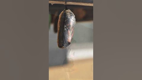 The Strength in Struggle: Finding Power Through Adversity #breathe #dailymotivation #innerpeace