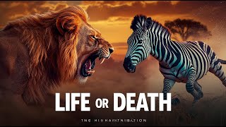 “Life or Death on the Savannah 🦁 | Predator vs Prey Documentary”#lionvszebra