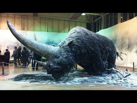 Video: Didžiausias gyvūnas planetoje, vandenyje ir žemėje