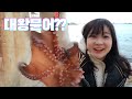 울산 대왕 문어 잡아서 먹방 (문어 다리로 장어도 잡기) Octopus Fishing