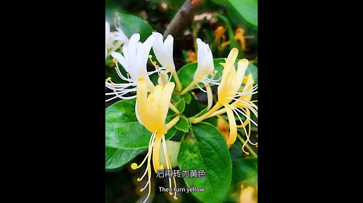 6月25日，生日花日簽-金銀花(愛的羈絆)#花語#日簽#365天生日花#每日一花#花歷中文名-忍冬拉丁學名-Lonicera japonica門-被子植物門綱-木蘭綱目-川續斷目科-忍冬科屬-忍冬屬 - 天天要聞