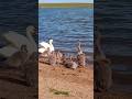 Swans 🦢 with cygnets on beach go for a swim / Лебеди с лебедятами на пляже идут купаться на озере ++