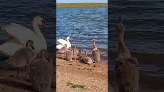 Swans 🦢 with cygnets on beach go for a swim / Лебеди с лебедятами на пляже идут купаться на озере ++