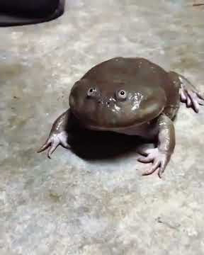 LUCU BANGET KATAK NANGIS