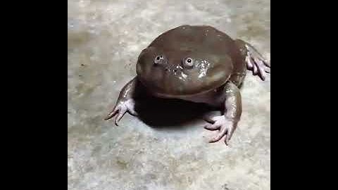 LUCU BANGET KATAK NANGIS