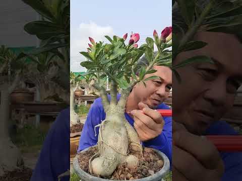 ต้นไม้มงคลต้นชวนชมสวยๆไอดีไล ชวนชมบังโต