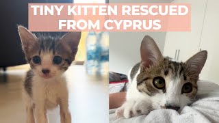 Finding A 3-Day-Old Kitten | The Cat Chronicles by The Cat Chronicles  392 views 1 month ago 3 minutes, 32 seconds